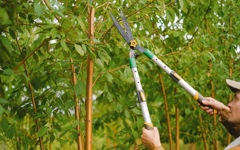 Tree trimming in Citrus Heights, CA